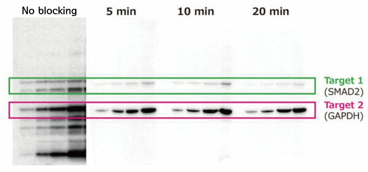 Western blotting (Blocking) – ATTO KOREA